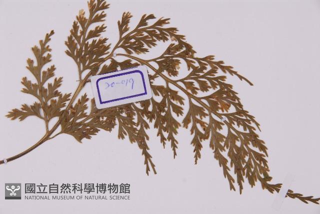 骨碎補鐵角蕨藏品圖，第3張