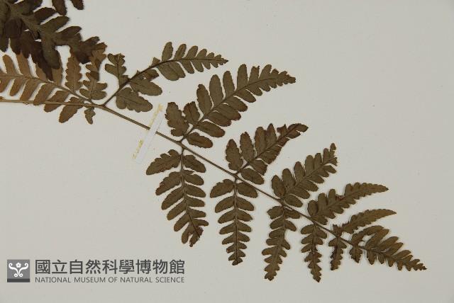 早田氏鱗毛蕨藏品圖，第3張