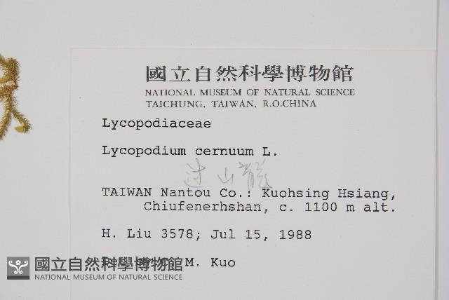 過山龍藏品圖，第2張