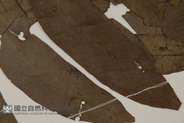 翅柄三叉蕨藏品圖，第3張