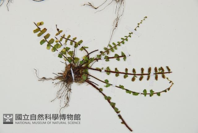 三翅鐵角蕨藏品圖，第3張