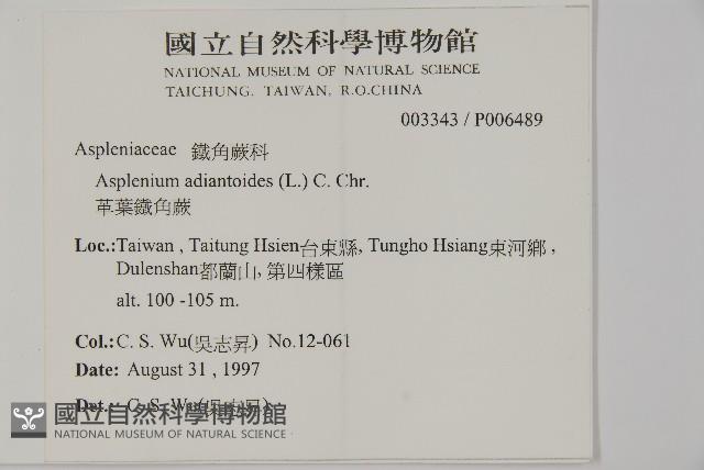 革葉鐵角蕨藏品圖，第2張