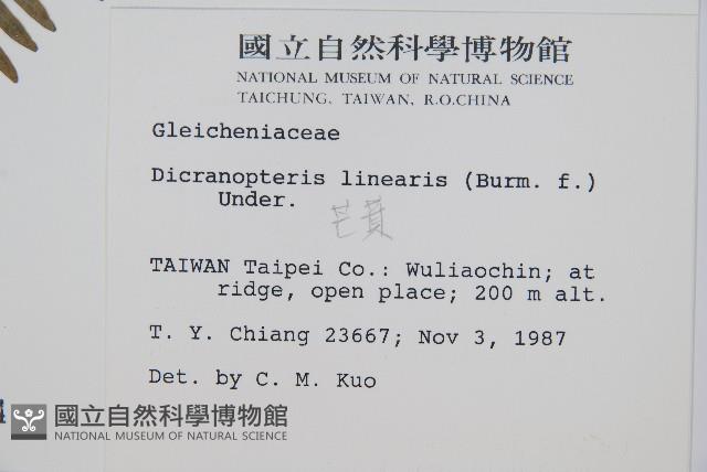 芒萁藏品圖，第2張