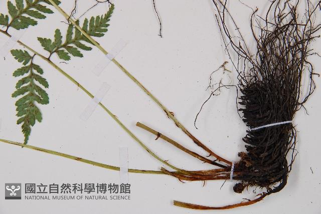 蓬萊蹄蓋蕨藏品圖，第3張