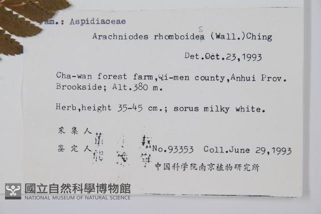 斜方複葉耳蕨藏品圖，第2張