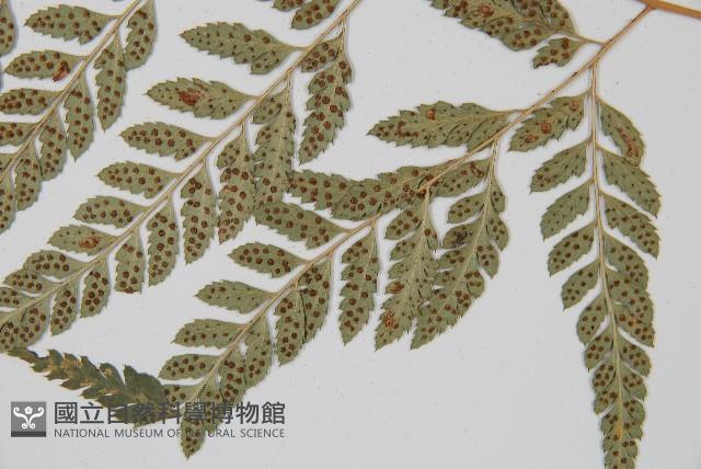 小葉複葉耳蕨藏品圖，第3張