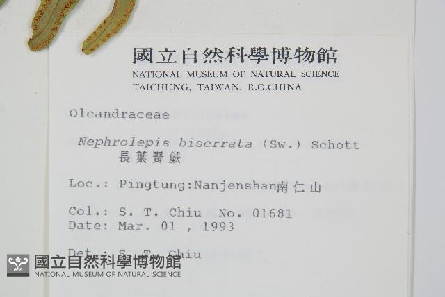 長葉腎蕨藏品圖，第2張