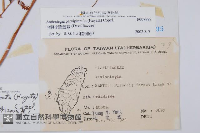 台灣小膜蓋蕨藏品圖，第2張