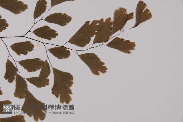 鐵線蕨藏品圖，第3張