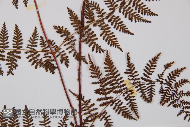 毛冷蕨藏品圖，第3張