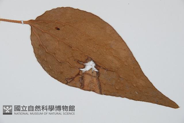 燕尾蕨藏品圖，第3張