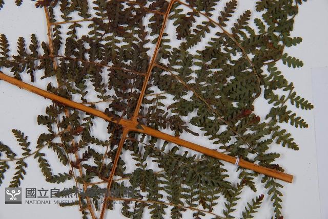 刺柄碗蕨藏品圖，第3張