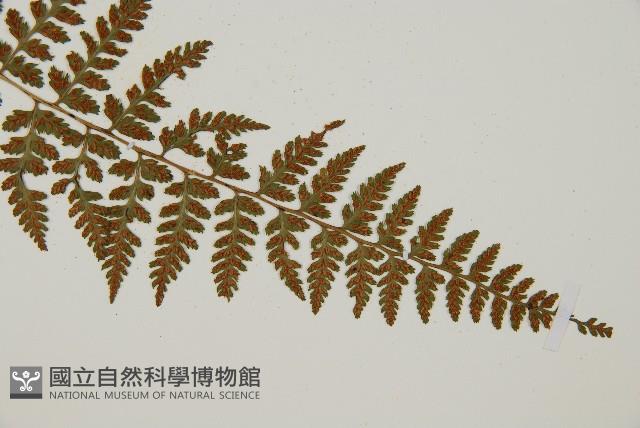 生芽蹄蓋蕨藏品圖，第3張