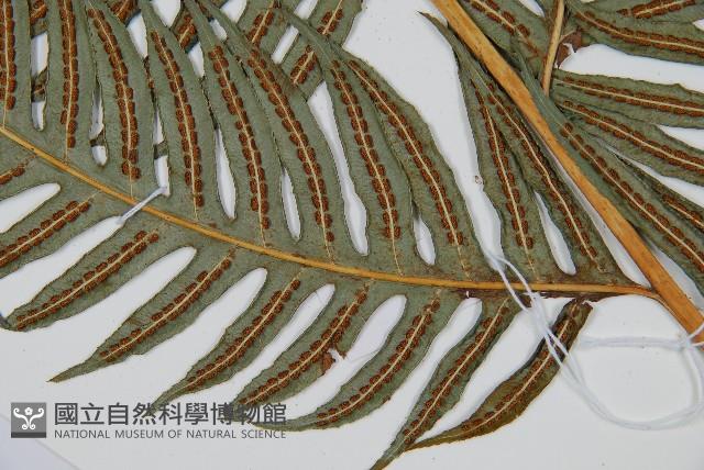 生芽狗脊蕨、頂芽狗脊蕨藏品圖，第2張