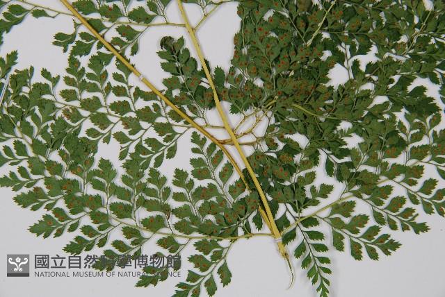 臺灣兩面複葉耳蕨藏品圖，第3張