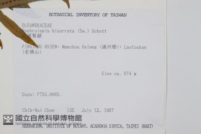 長葉腎蕨藏品圖，第2張