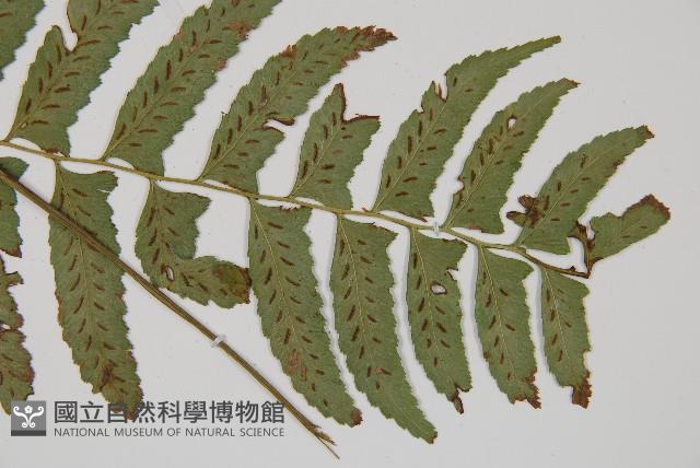 鋸齒雙蓋蕨、線葉雙蓋蕨、刺鱗雙蓋蕨藏品圖，第3張