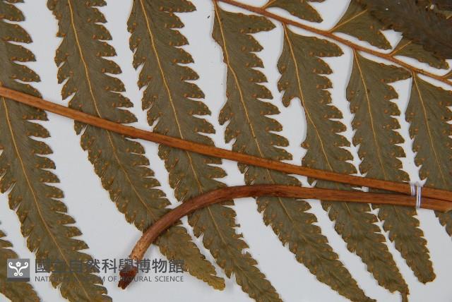 邊緣鱗蓋蕨藏品圖，第3張