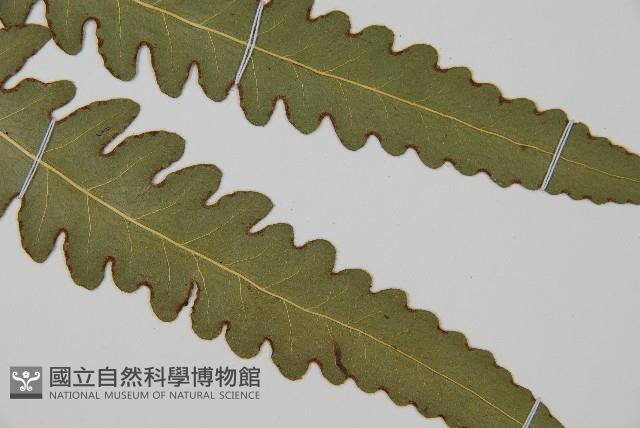 登錄號:P010028藏品圖，第3張