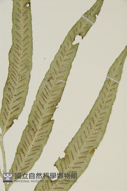 南海鐵角蕨藏品圖，第3張