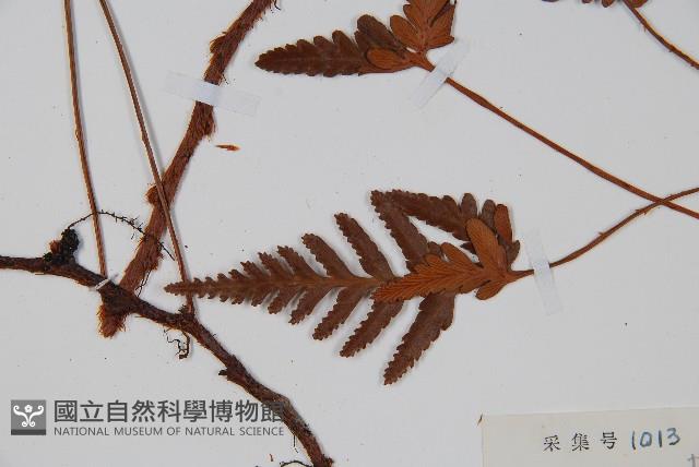 陰石蕨藏品圖，第3張