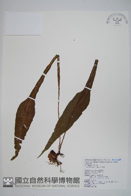 瓶蕨藏品圖，第3張