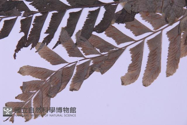 綠柄剪葉鐵角蕨藏品圖，第3張