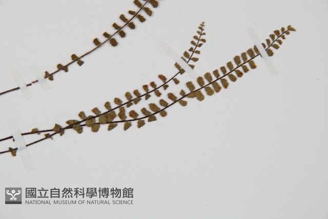 鐵角蕨藏品圖，第3張