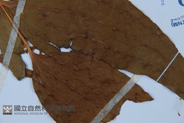 燕尾蕨藏品圖，第3張