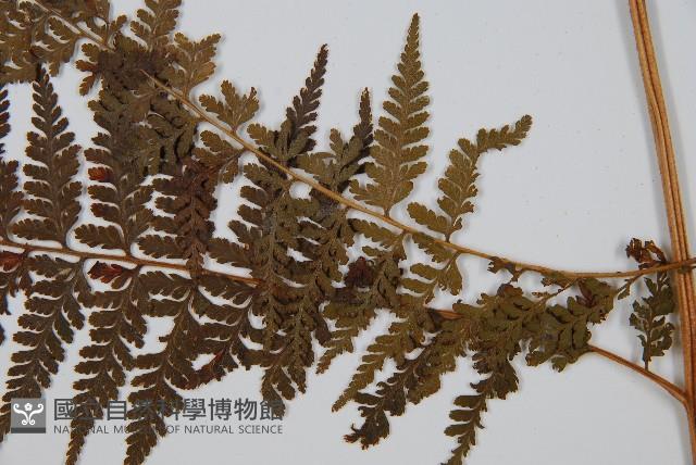 司氏碗蕨藏品圖，第3張