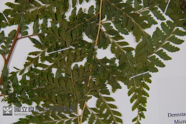 熱帶鱗蓋蕨藏品圖，第3張