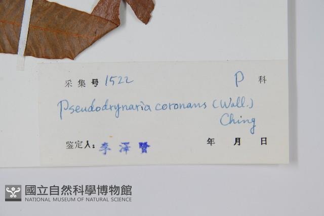 崖薑蕨藏品圖，第2張