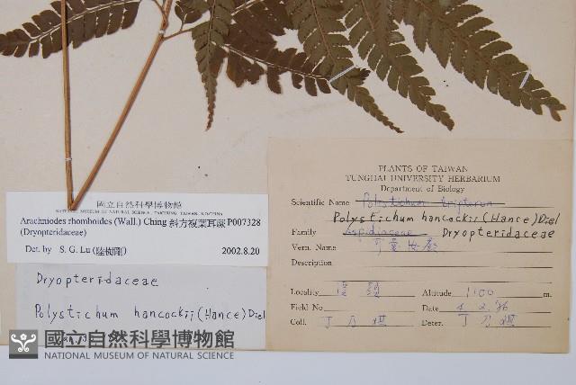 斜方複葉耳蕨藏品圖，第2張