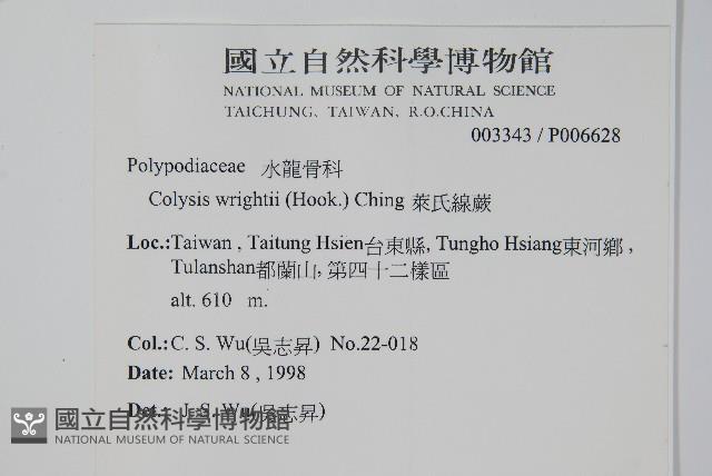 萊氏線蕨藏品圖，第2張