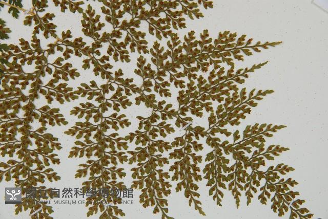 彎柄假複葉耳蕨藏品圖，第5張