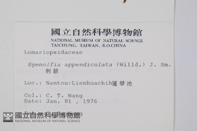 刺蕨藏品圖，第2張