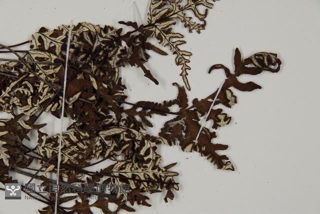 登錄號:P004628藏品圖，第3張