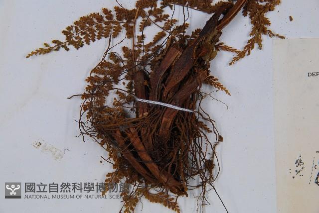 稀子蕨藏品圖，第3張