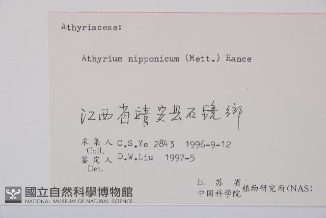 日本蹄蓋蕨藏品圖，第3張
