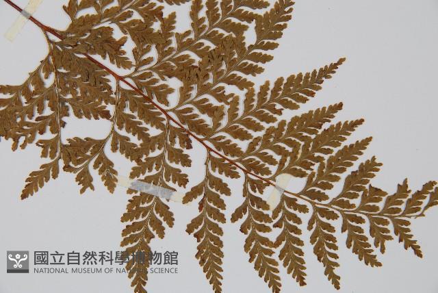 碗蕨藏品圖，第3張