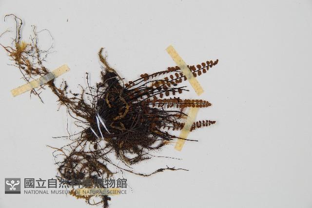 鐵角蕨藏品圖，第3張