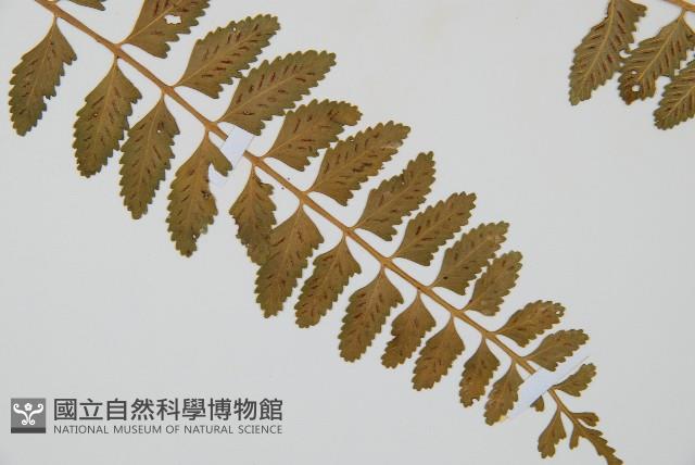 鈍齒鐵角蕨藏品圖，第3張