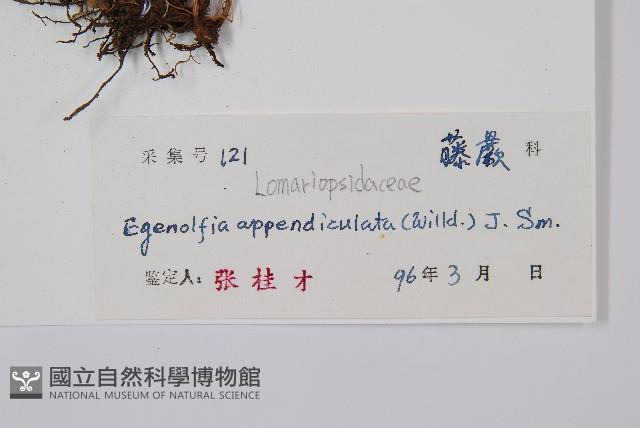 刺蕨藏品圖，第2張