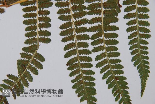 登錄號:P003908藏品圖，第3張