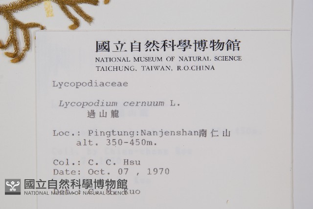 過山龍藏品圖，第2張