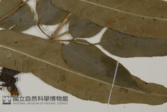 登錄號:P005708藏品圖，第3張