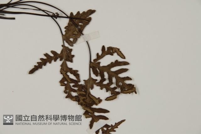 銀粉背蕨藏品圖，第3張