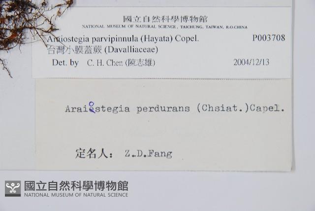 台灣小膜蓋蕨藏品圖，第2張