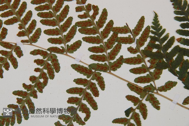 阿里山蹄蓋蕨藏品圖，第3張