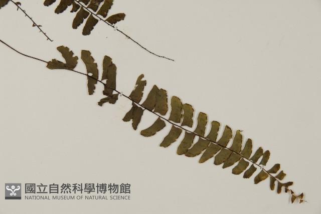 Accession Number:P000008 Collection Image, Figure 3, Total 5 Figures